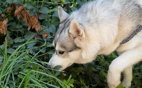 Can Dogs Get Poison Ivy? Symptoms, Treatment & More