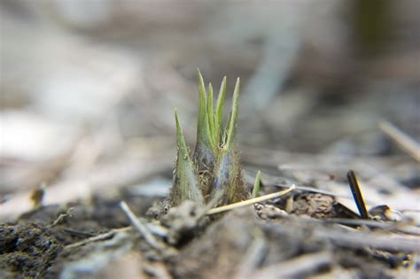 Germogli Di Bambù Caratteristiche E Profilo Nutrizionale Idee Green