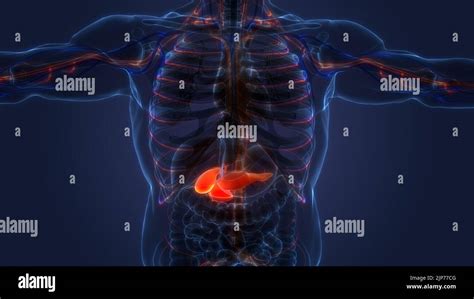 Organes internes humains pancréas avec vésicule biliaire Anatomie Photo