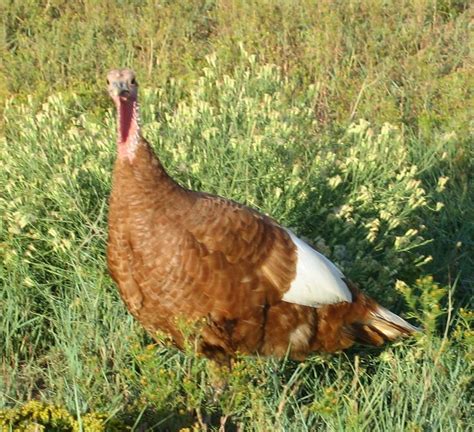 Bourbon Red Turkey Hen The Same Bourbon Red Hen As Shown Above