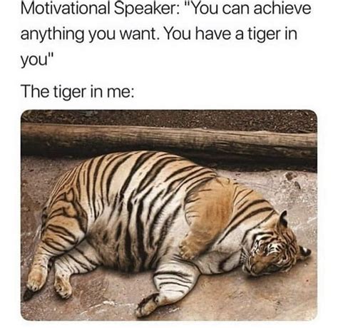 The Tiger In Me Funny Relatable Memes Morning Humor Funny Memes