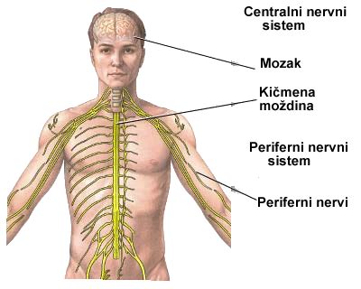 Nervni Sistem