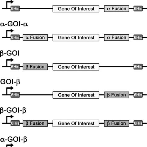 Schematic Representation Of The Eight Inducible PET 28a Expression