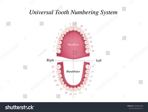 Tooth Number: Over 2,644 Royalty-Free Licensable Stock Illustrations & Drawings | Shutterstock