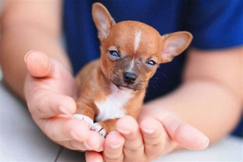 Cute Puppy Pictures Of Chihuahuas