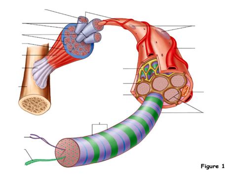 Skeletal Muscle Tissue Diagram | Quizlet