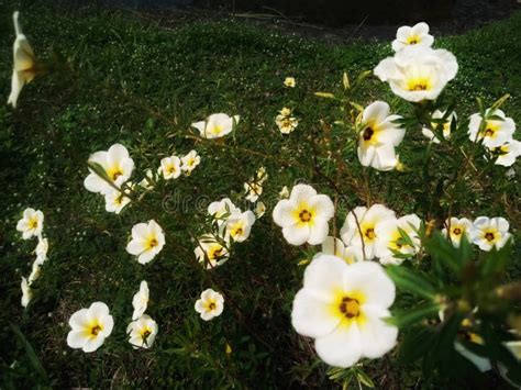 White Buttercup Flower Turnera Subulata Blooming Beautifully In The