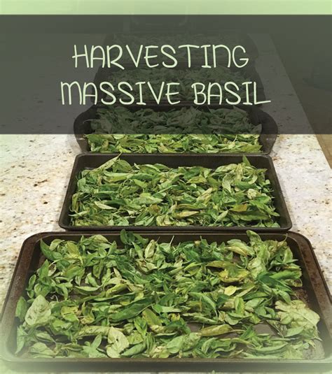 Harvesting A Lot of Basil all Year Long! - Slightly Organic