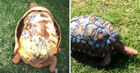 Tortoise That Lost Shell In Fire Receives Worlds First D Printed Shell