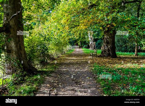 Uk Forest Footpath England Countryside Nature Woodland Landscape