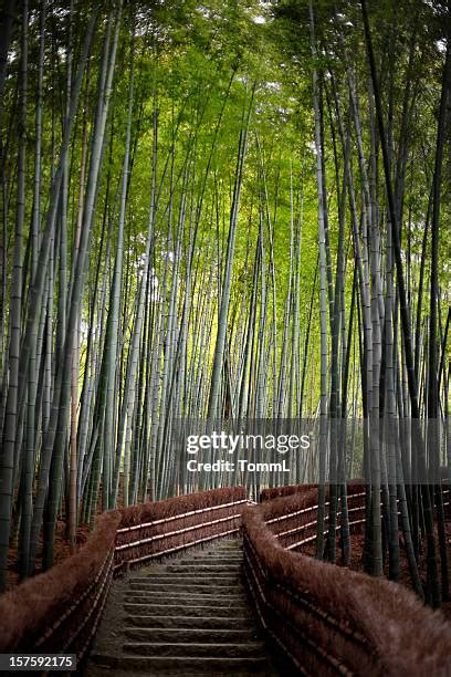 Haunted Forest Japan Photos and Premium High Res Pictures - Getty Images