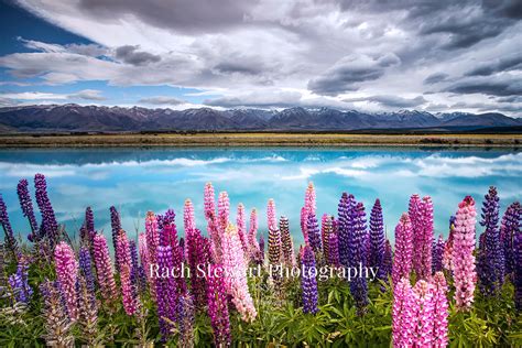 Pukaki Canal Lupins New Zealand Landscape Photography NZ Photo Prints