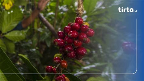 Perbedaan Dikotil Dan Monokotil Dari Bentuk Daun Hingga Akar