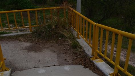 Ganado En San Miguel De Allende Deja Puente De La Cantera Cubierto De