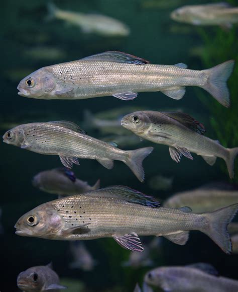 School Of Arctic Grayling Cold Freshwater Fish Swimming In An Aq