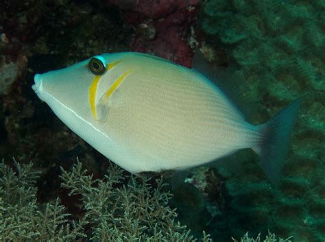 Scythe Triggerfish Sufflamen Bursa Wakatobi Indonesia Photo 12