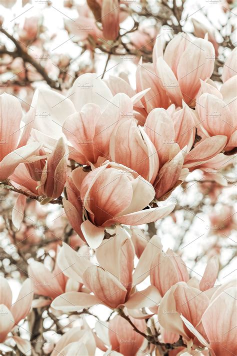 Magnolia Blooms in Spring | High-Quality Nature Stock Photos ~ Creative