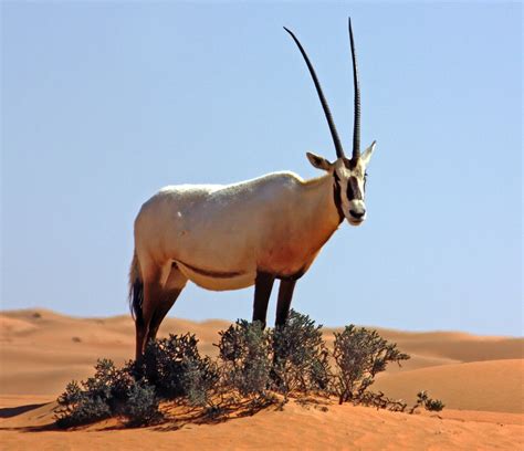 Interesting Facts About Oryx Hyak Qatar