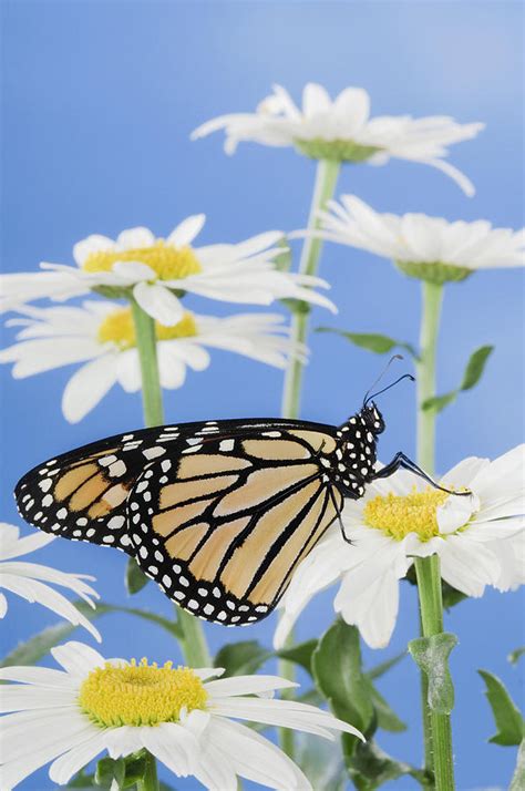 Monarch Butterfly In Daisies Photograph By Thomas Kitchin Victoria