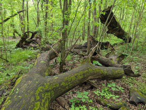 Big Oak Tree State Park — Old-Growth Forest Network