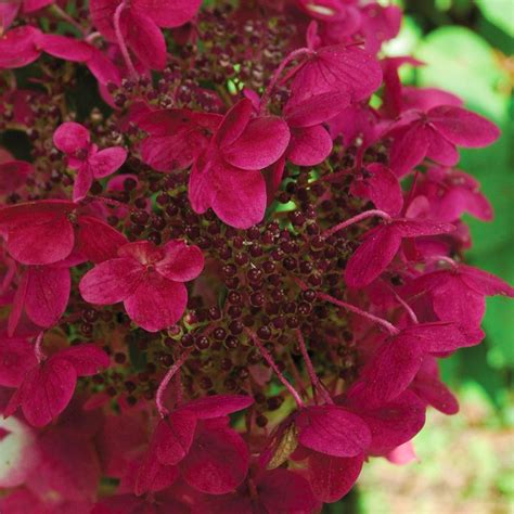 Hydrangea Paniculata Wims Red Compact Deciduous Potted Shrub Garden