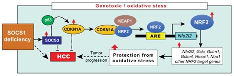 Cancers Free Full Text SOCS1 Deficiency Promotes Hepatocellular