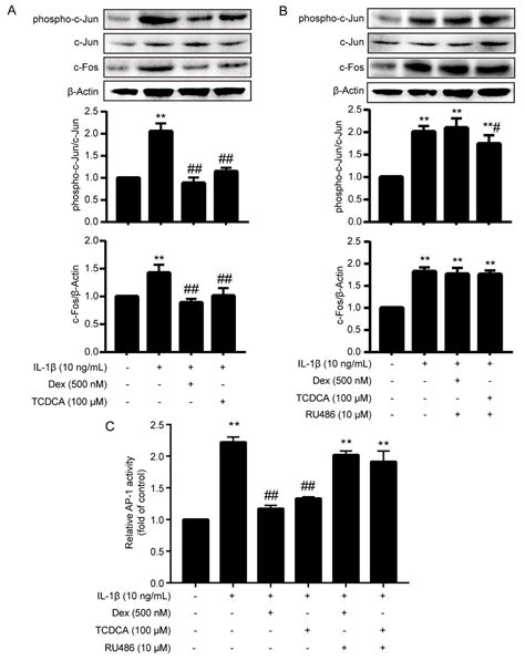 Molecules Free Full Text Taurochenodeoxycholic Acid Inhibited Ap 1 Activation Via