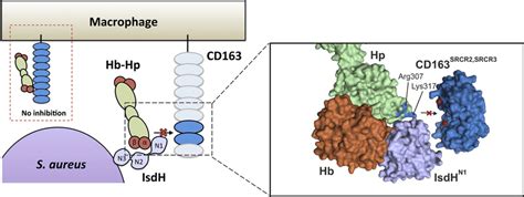 Model Of S Aureus Protein Isdh Competing For Cd163 Mediated Hb Hp