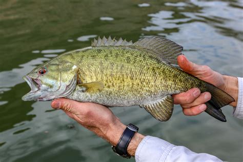 Fishing Table Rock Lake - Fishmasters.com