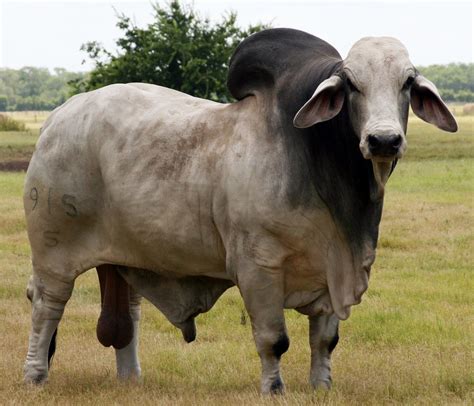 Brahman Cattle Wallpaper - carrotapp