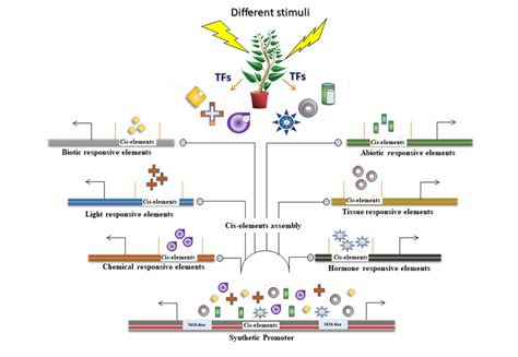 Plant response to different environmental stimuli activates a variety ...