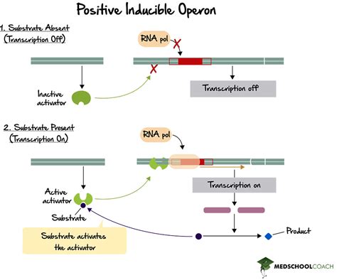 Operons & Prokaryotic Gene Expression Part 2- MCAT Biology | MedSchoolCoach