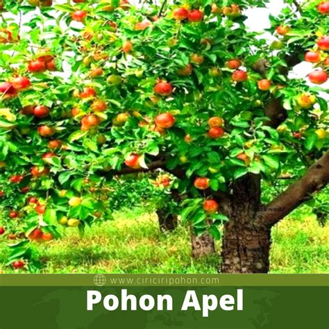 sejarah perkembangan pohon apel  indonesia ciriciripohoncom