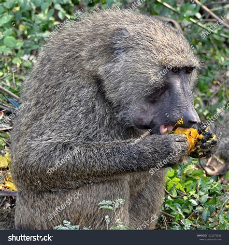 Baboon eats fruits. Monkey in a bush. Close up. African wildlife. Wild animals. Olive baboon. # ...