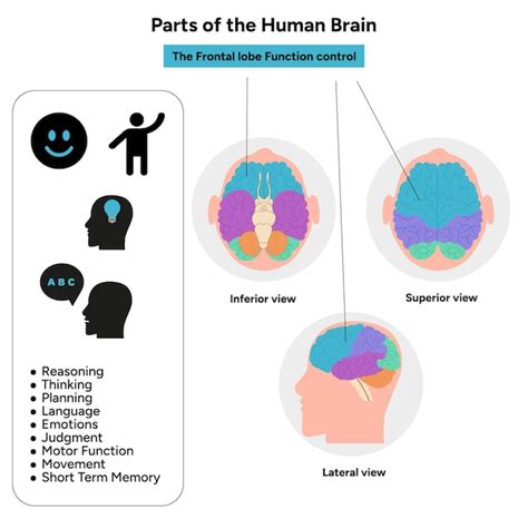 Partes da anatomia do cérebro humano diagrama de partes coloridas