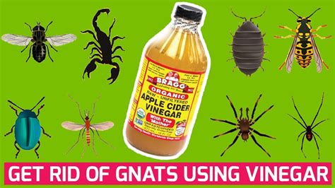 Vinegar Recipe To Kill Gnats at Nichole Brumback blog