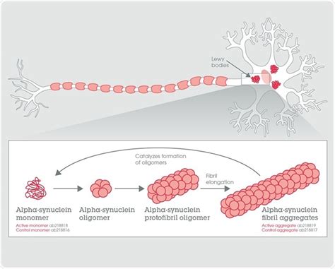 Active Alpha Synuclein Proteins For In Vitro And In Vivo Experiments