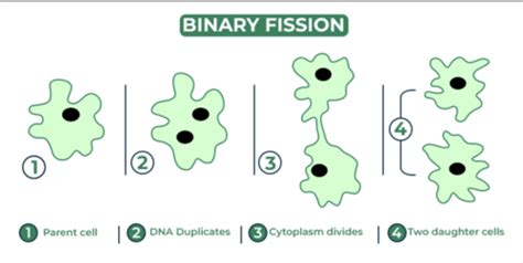 Microbiology Vocabulary Module Flashcards Quizlet