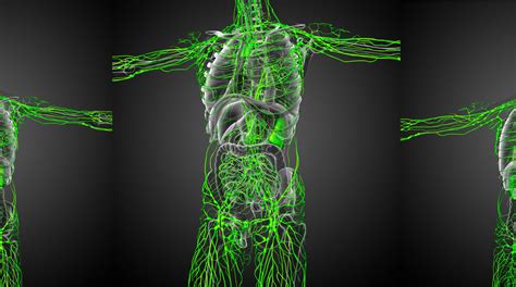 3d rendering medical illustration of the lymphatic system | Tai Chi ...