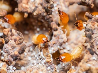 Which Is The Better Termite Treatment Bait Or Liquid Zap Pest Control