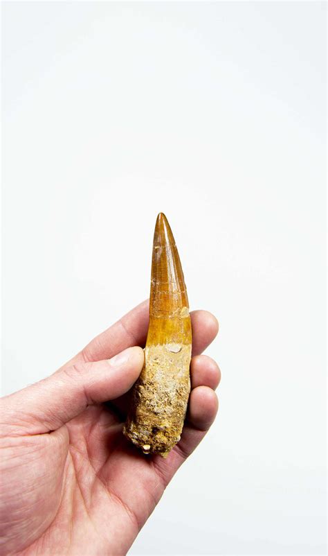 Real Spinosaurus Dinosaur Tooth 110mm