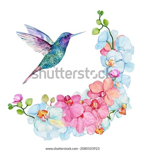 1,256 Hummingbird And Orchids Images, Stock Photos & Vectors | Shutterstock