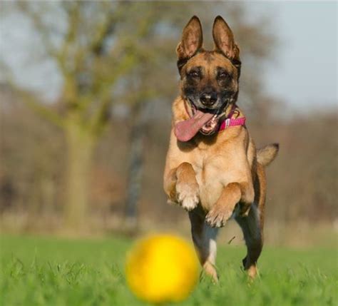 Discovering How Dogs See Color - Dog Discoveries