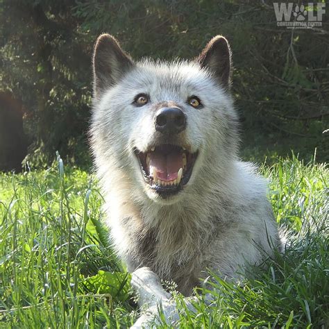 Wolf Conservation Center on Twitter: "HELLO, WEEKEND! 🐺☀… " Hello Weekend, Beautiful Wolves ...