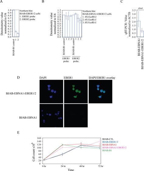 Expression levels of EBER1 and EBER2 in BJAB cells. (A) In BJAB-EBER1/2... | Download Scientific ...