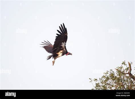 Red-headed Vulture, Sarcogyps calvus, flying in air airborne wildlife conservation South Africa ...