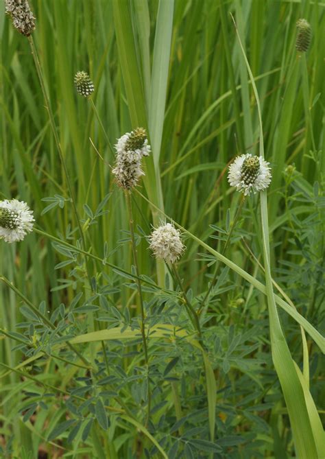 White Prairie Clover | Native American Seed