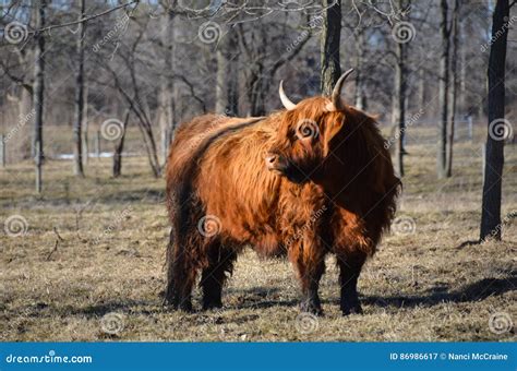 Gado Escoc S Das Montanhas No Pasto Imagem De Stock Imagem De