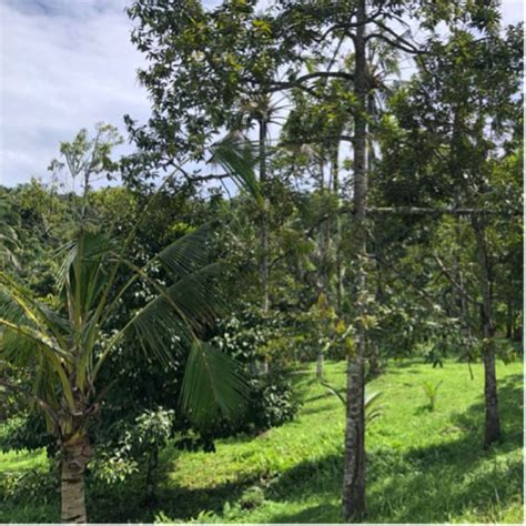 Kebun Durian View Sawah Gunung Dan Laut Di Tabanan