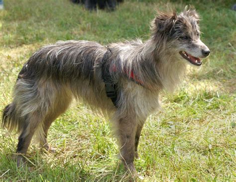 Pyrenean Shepherd